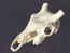 Череп пятнистого оленя (Cervus Nippon Temm), Аборигенная форма. Добыт – Приморский край, осенью 1999 г. Добыл Марушин К. Н.